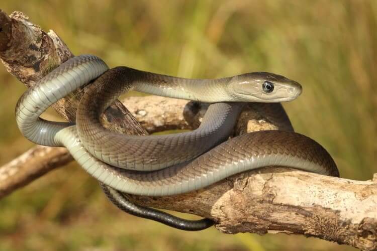 Black Mamba Snake