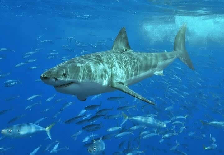 Great White Sharks