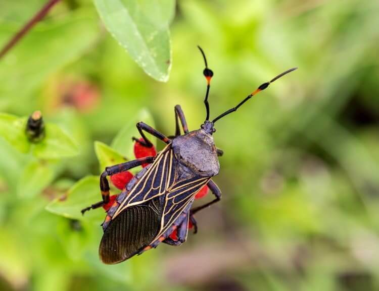 Kissing Bugs