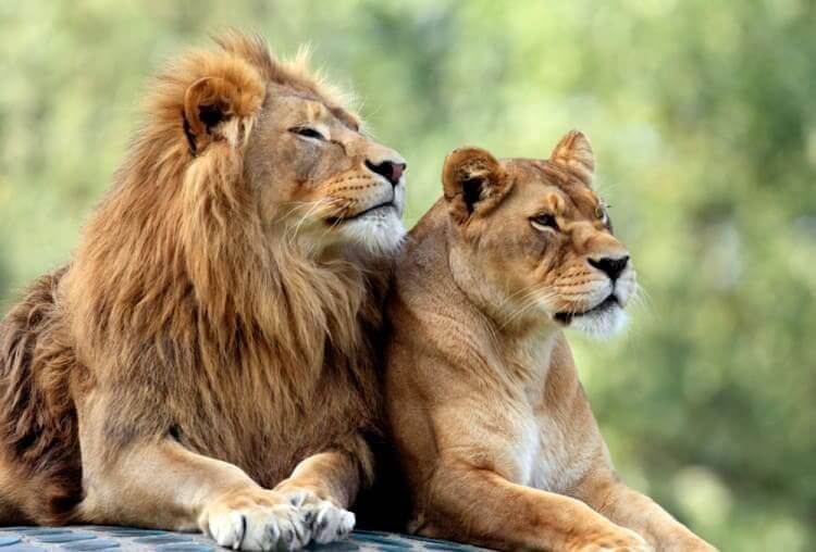 Lions