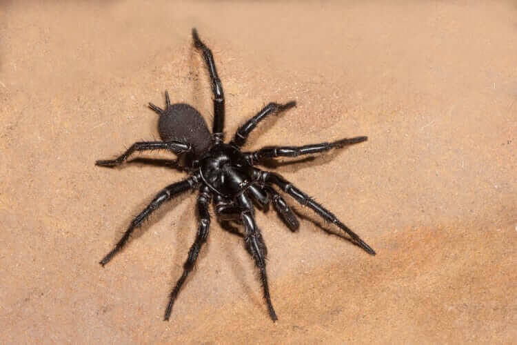 Sydney Funnel-Web Spider