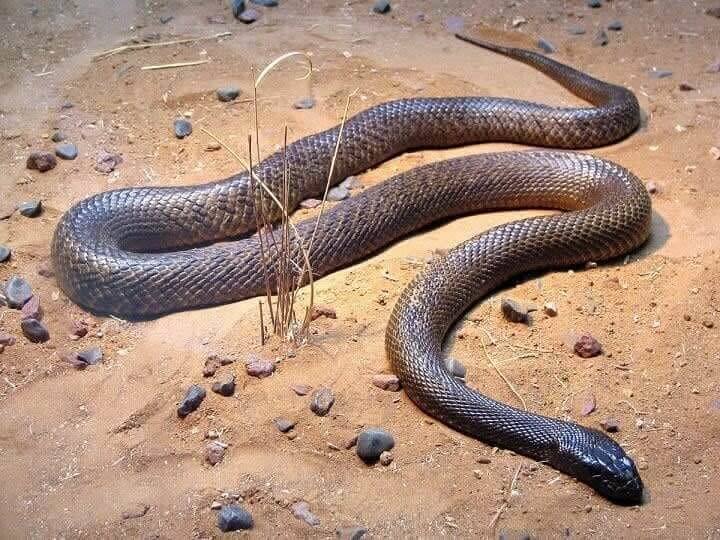 Inland Taipan Snake