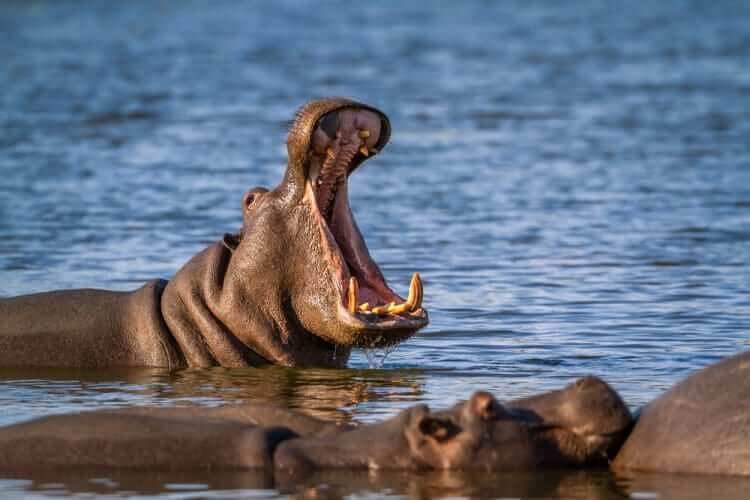 Hippopotamuses