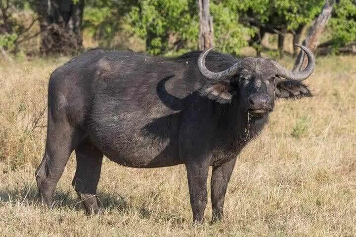 Cape Buffalo