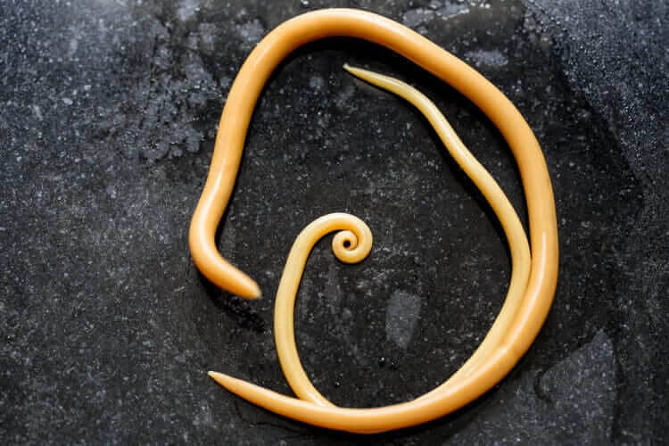 Ascaris Roundworms