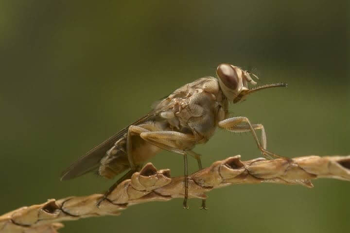 Tsetse flies