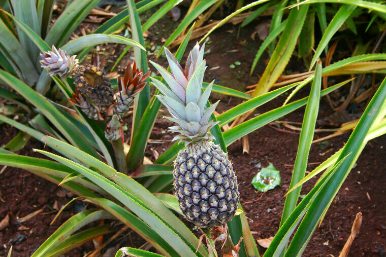 Pineapple