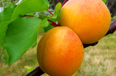 Common Spring Foods That Can Trigger Allergies or Intolerances