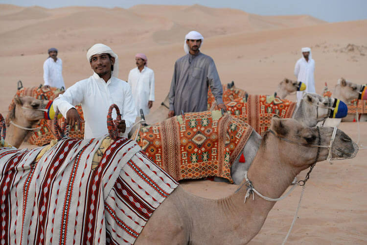Camels In Abundance