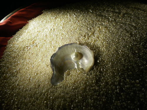 Long Lost Flourishing Pearl Industry