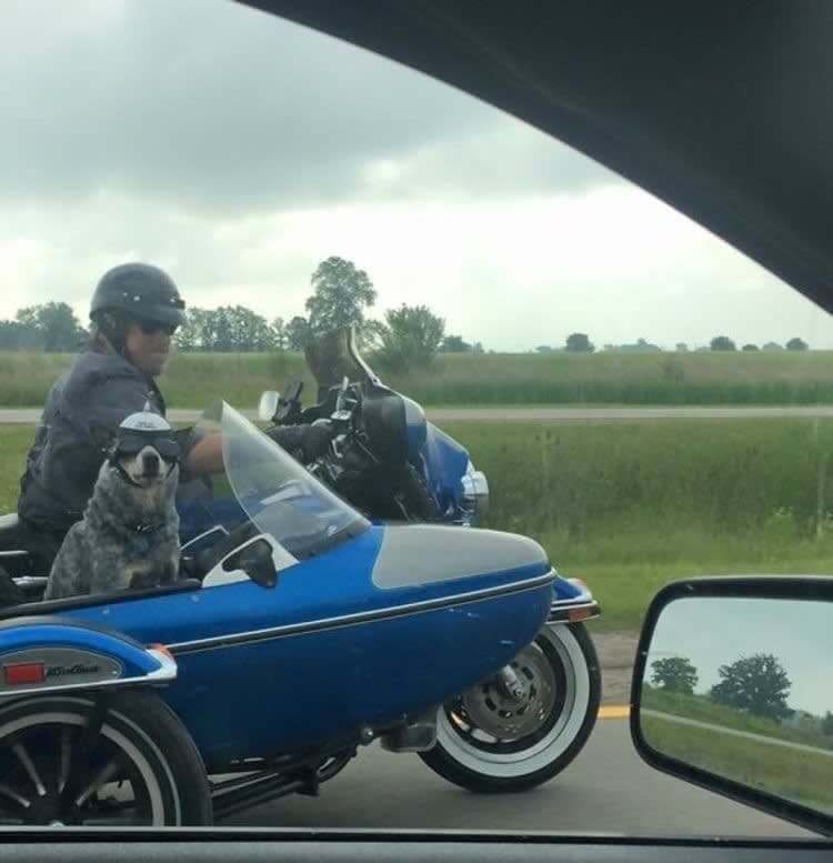 The Perfect Road Trip Companion