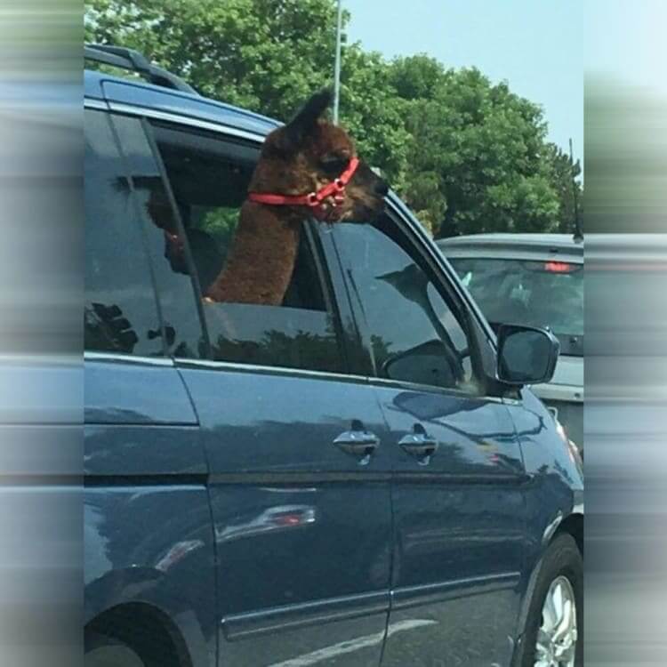 Enjoying The Ride