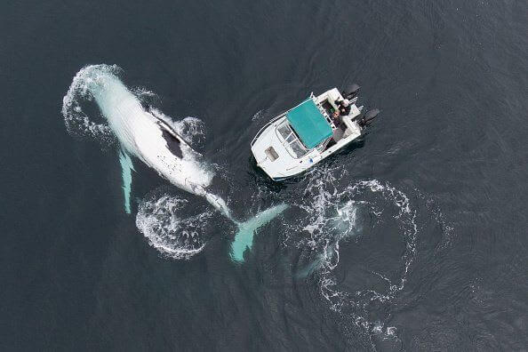 Humpback Whale Jumping Out