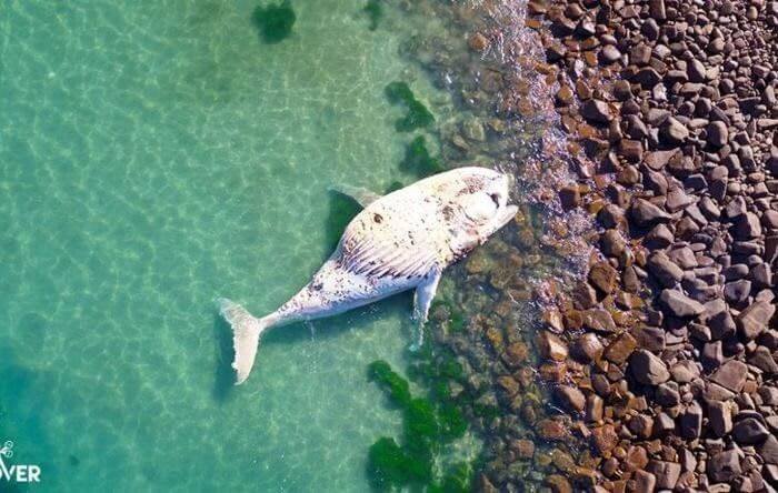 Washed Up Whale