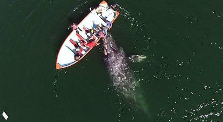 Swimming with Whale