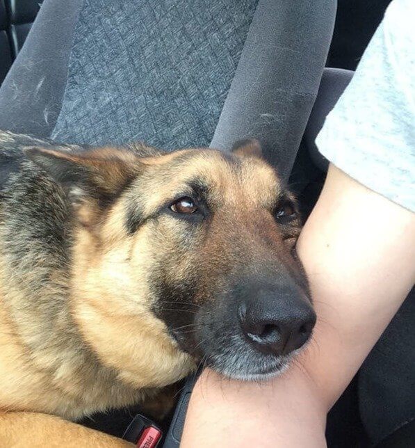 She Fell in Love With Her Owner's Boyfriend