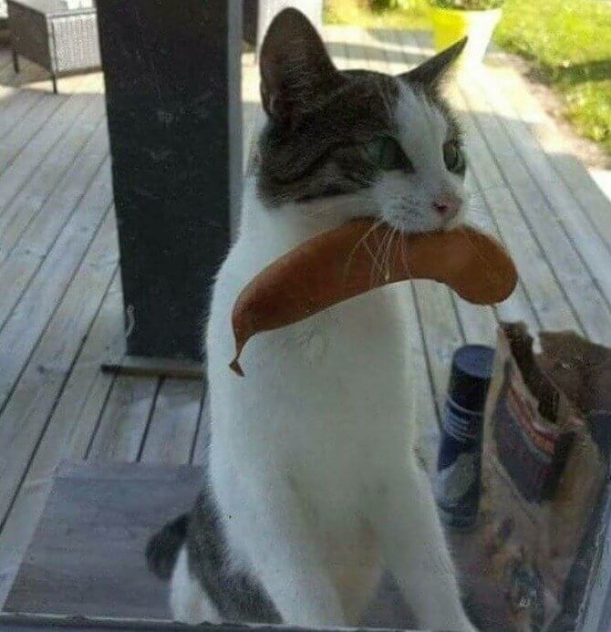 At Least It's Not a Dead Mouse