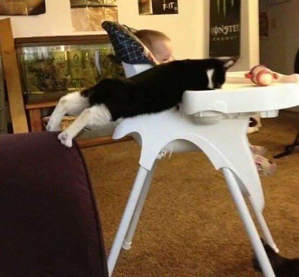 "Like Taking Candy From a Baby," Said the Cat