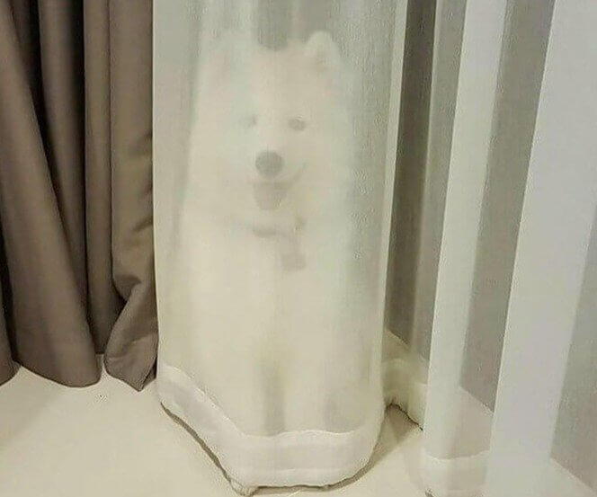 Whenever He Misbehaves, He Puts on His Invisibility Cloak