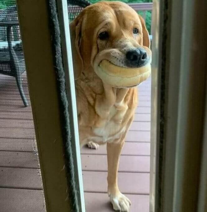 The Neighbors Were Having a BBQ