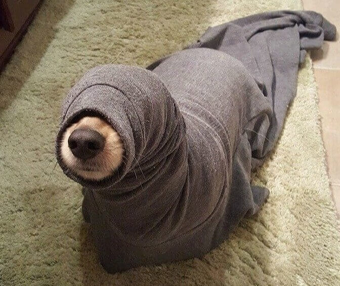 How'd a Seal Get Into the Bathroom?