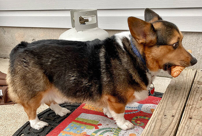 "If I Stand Really Still, No One Will See the Croissant"