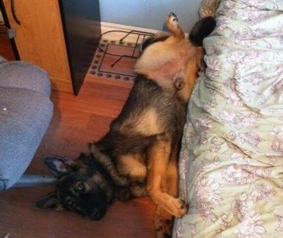 "I Wasn't on the Bed," Says the Guilty German Shepherd