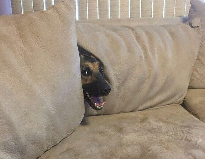 So Proud of His Hiding Skills