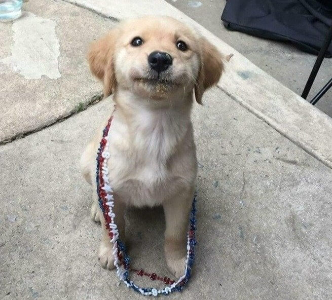 They Were Wondering Where the Peanut Butter Went and Then...