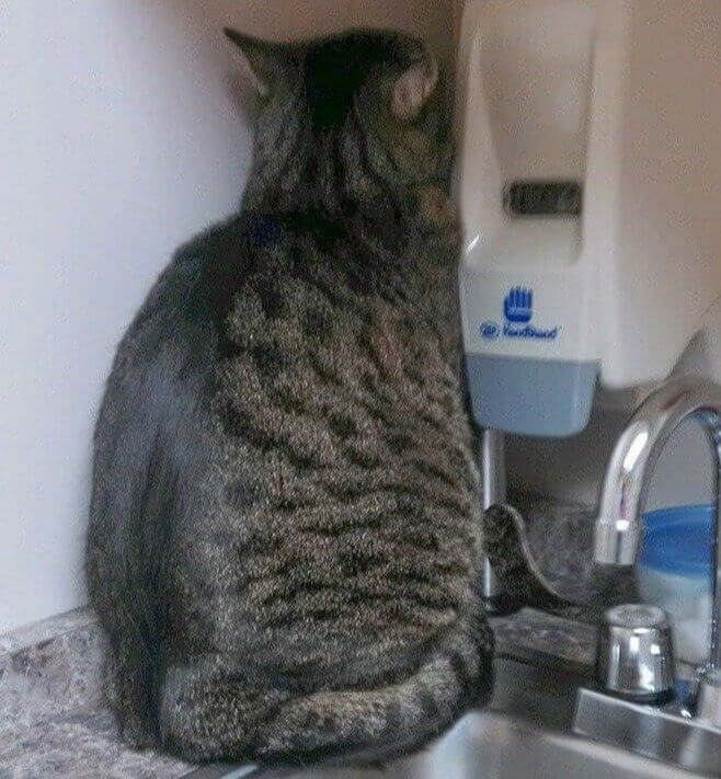 "if I Sit Here, the Vet Won't See Me"