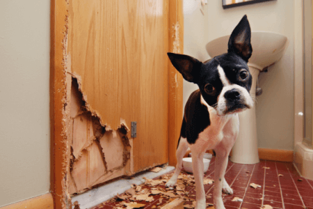 Lustige und freche Haustiere auf frischer Tat ertappt