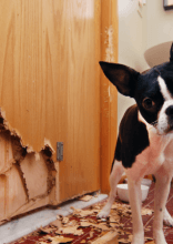 Funny and Naughty Pets Caught in the Act