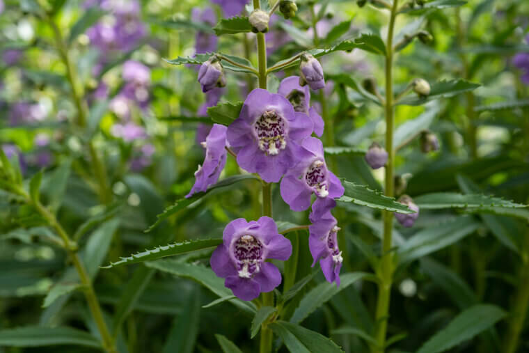 Angelonia