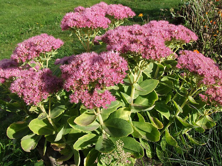 Sedum