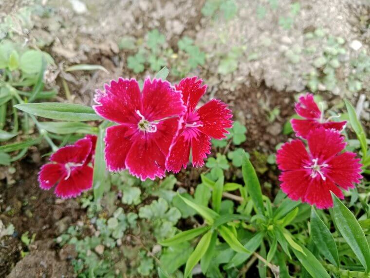 Pretty Poppers Rojo Eléctrico