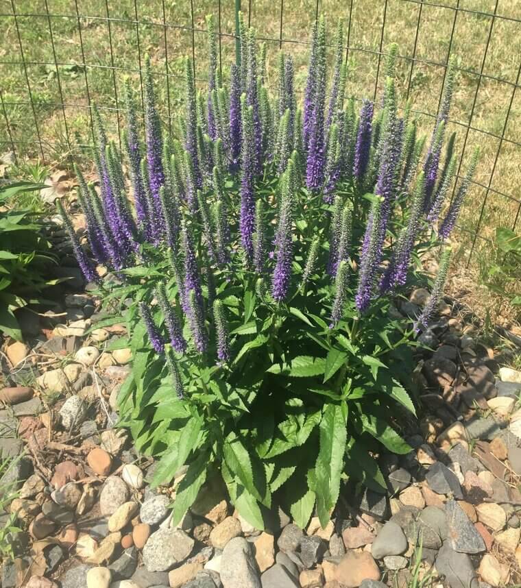 Speedwell