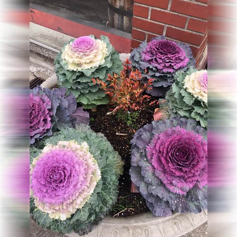 Berza ornamental