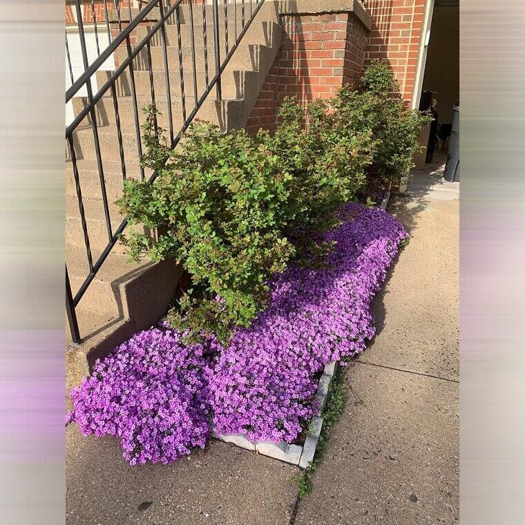 Phlox rastrero