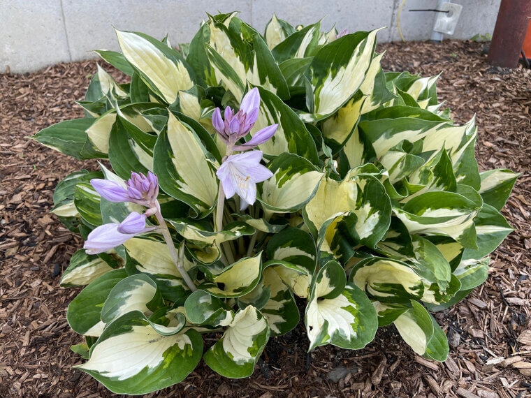 Hosta
