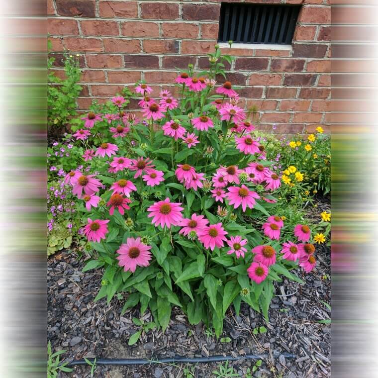 Coneflower