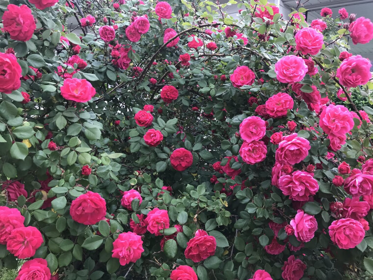 Rosa de China