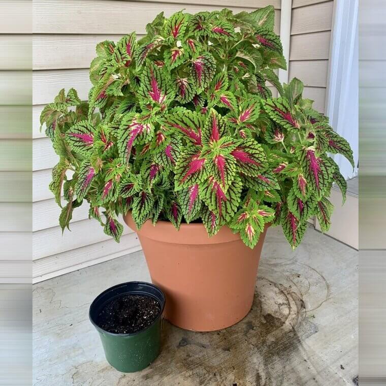 Coleus