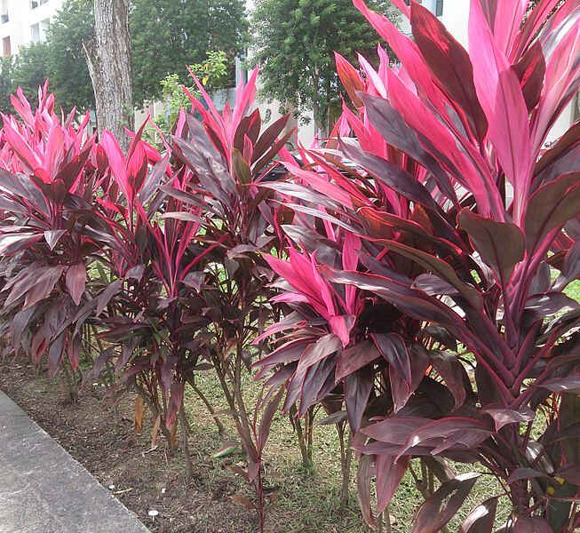 Planta Ti