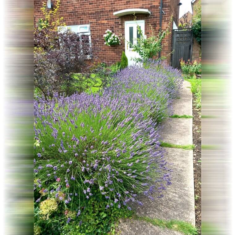 Lavanda