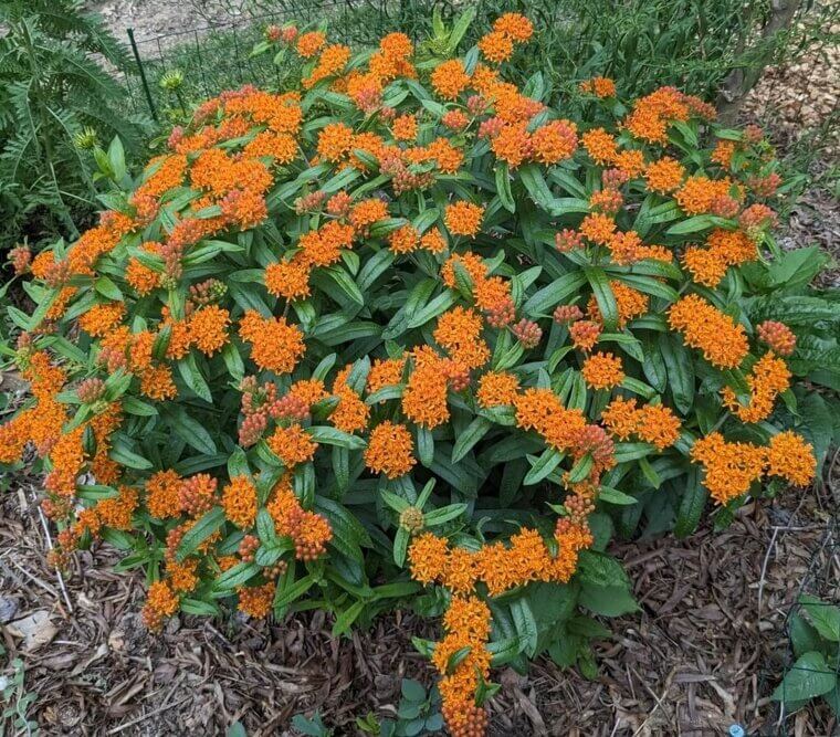 Hierba mariposa