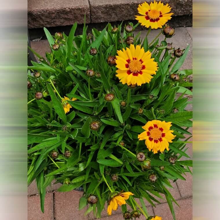 Coreopsis