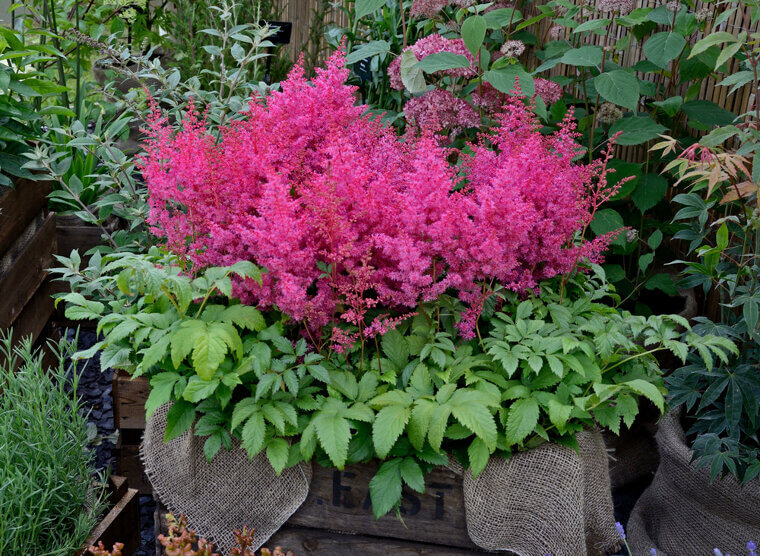 Astilbe