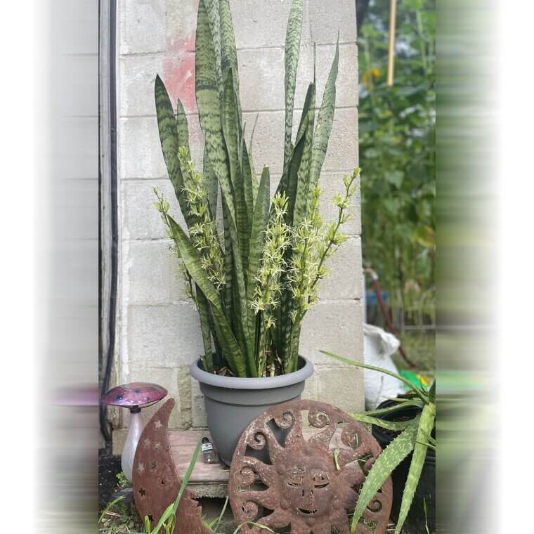 Planta serpiente