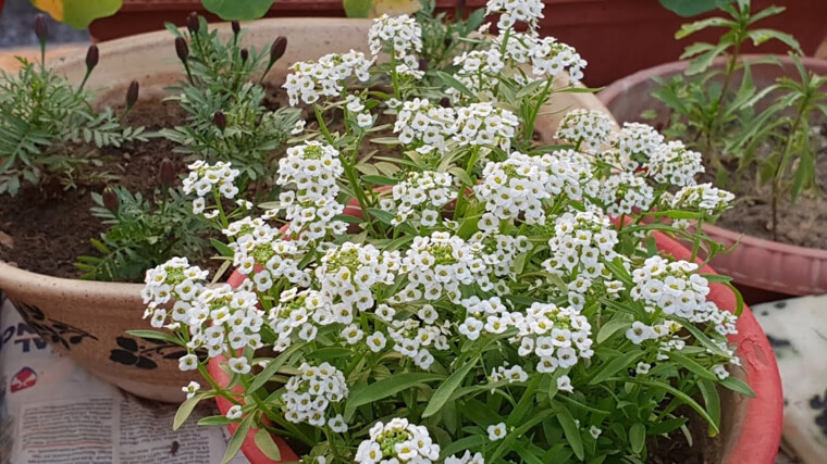 Aliso dulce