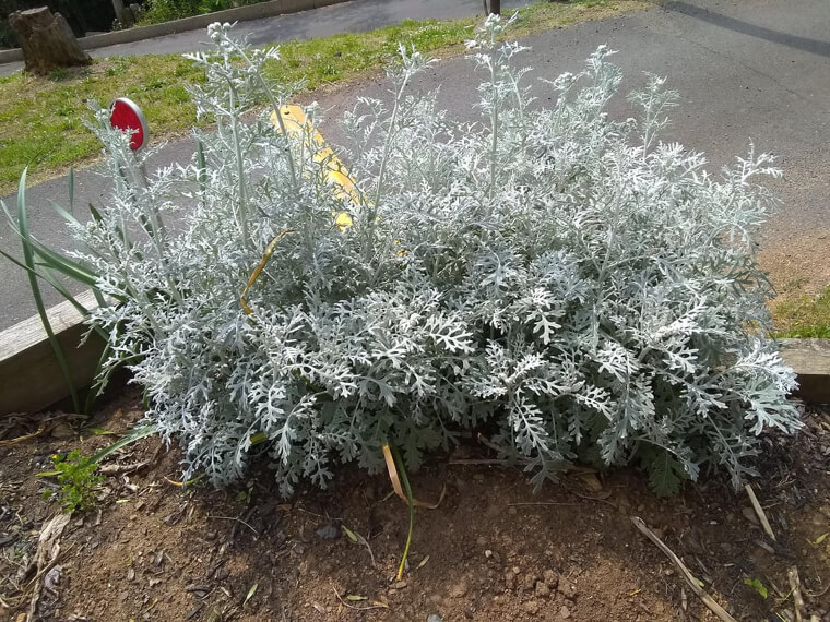 Dusty Miller